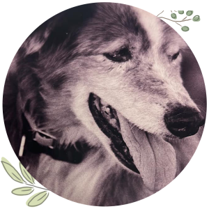 santa-claus Dog day care Uptown Hound